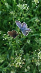 butterfly on a flower