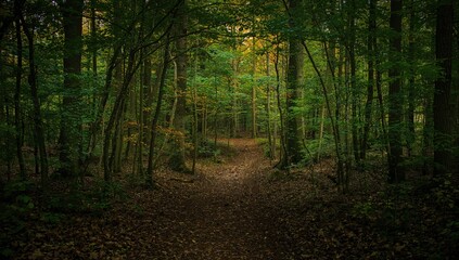 Obraz premium Vertical trail through the forest