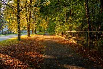 Fototapeta premium A beautiful golden autumn scenery of a leaf covered pathway in Riga, Latvia. Sunny day in a city.