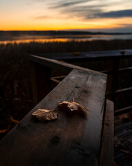 A beautiful golden autumn scenery of a park with wooden pathway. Seasons in Riga, Latvia.
