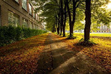 Naklejka premium A beautiful golden autumn scenery of a leaf covered pathway in Riga, Latvia. Sunny day in a city.