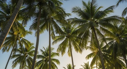 Obraz premium Low Angle View of Coconut Palms Swaying in the Summer Breeze