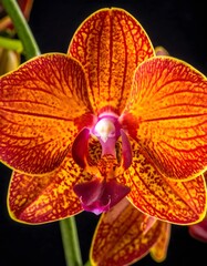 Vibrant Orchid Bloom: Detailed Close-Up of Red and Yellow Petals Against Black