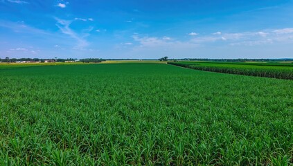 Fototapeta premium Overhead shot of vast sugarcane plantations under a clear sky