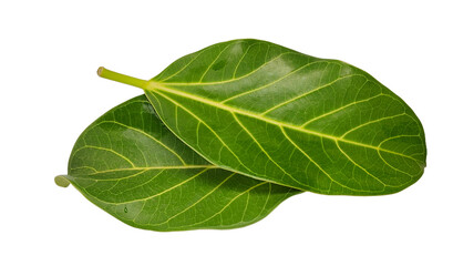 Two Dark Green Leaves Isolated on Transparent Background with Prominent Yellow Veins
