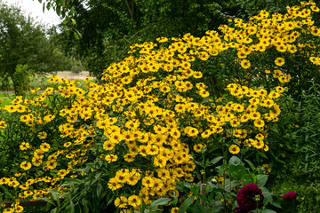 Obraz premium A beautiful bush of bright yellow Rudbekia flowers.