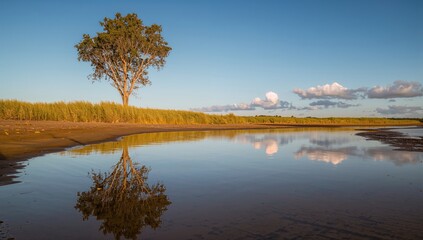 Fototapeta premium A solitary tree and its mirrored image on the water seen from above