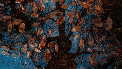 Close-up of fallen leaves floating on a watery surface with a reflection of the sky, creating an abstract natural texture
