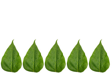 Five Symmetrical Green Leaves Border Isolated on Transparent Background with Copy Space