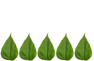 Five Symmetrical Green Leaves Border Isolated on Transparent Background with Copy Space