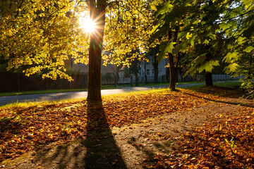 A beautiful autumn scenery with leav covered street and trees. Sunny day in Riga, Latvia.