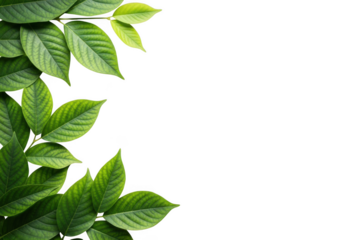 Vibrant green leaves bordering a deep black space isolated on transparent background