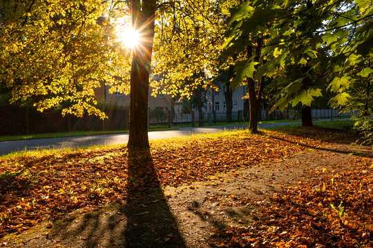 A beautiful autumn scenery with leav covered street and trees. Sunny day in Riga, Latvia.