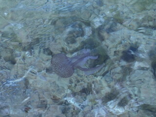 Purple Jellyfish (Phylum Cnidaria) on surface of the ocean / sea