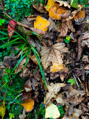 Colorful autumn leaves on forest floor with green plants