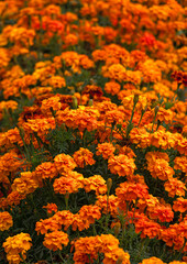A beautiful bed of bright orange marigold flowers.