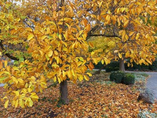 Laubbaum im bunten Herbstkleid