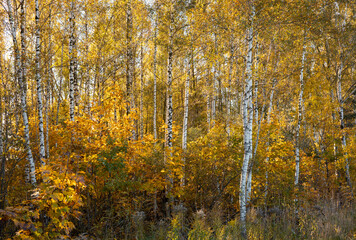 A beautiful sunny autumn day in the woodlands of Latvia. Fall scenery with trees and golden foliage.