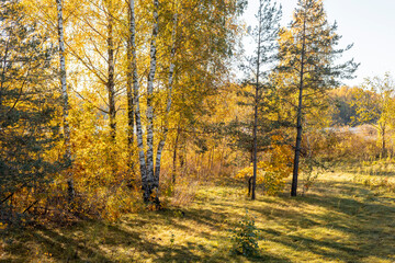 A beautiful sunny autumn day in the woodlands of Latvia. Fall scenery with trees and golden foliage.