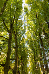 A beautiful sunny autumn day in the woodlands of Latvia. Fall scenery with trees and golden foliage.