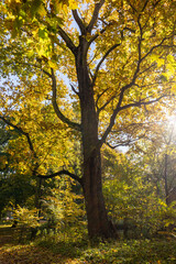 A beautiful sunny autumn day in the woodlands of Latvia. Fall scenery with trees and golden foliage.