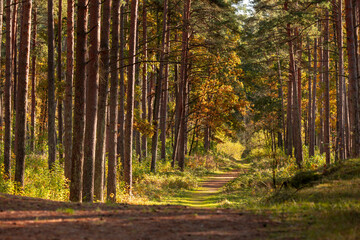 Fototapeta premium A beautiful sunny autumn day in the woodlands of Latvia. Fall scenery with trees and golden foliage.