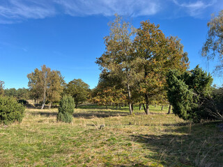 landscape with trees and meadow