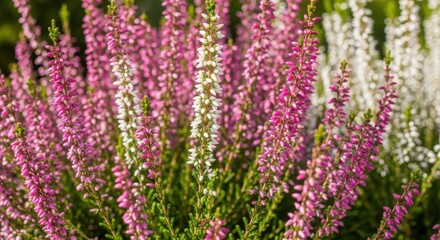 Fototapeta premium Closeup of pink and white heather (Calluna) flowers.