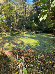 pond with fallen tree