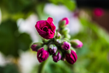 Red flower bud about to bloom
