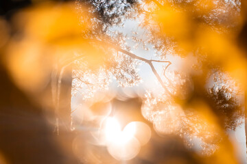 A beautiful golden autumn scenery in the forest with blurry leaves in the foreground. Fall in the...