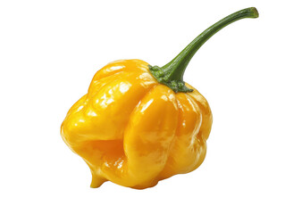 Yellow scotch bonnet pepper close up isolated on transparent background