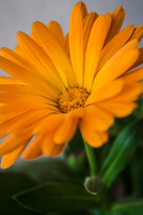 Close-Up of Dew-Kissed Orange Marigold Flower