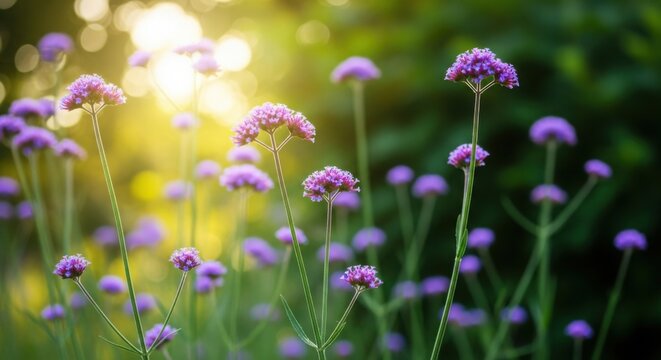Purple Verbena bonariensis flowers backlit by golden sunlight.