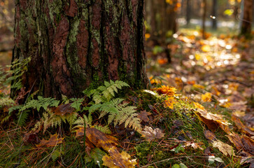 Beautiful autumn details in the woodlands of Latvia. Leaves and trees in the fall.