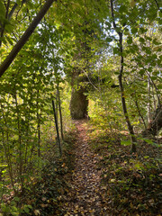 path with ad the end a big tree