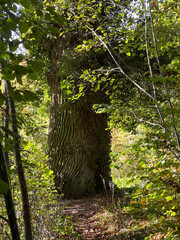 path with ad the end a big tree