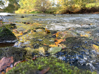 river with streaming water in the wood