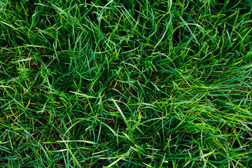 Green grass under the sun's rays