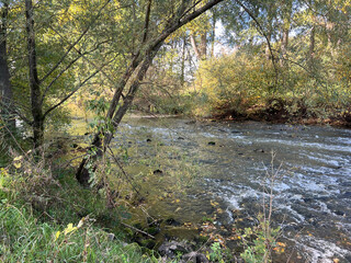 river with streaming water in the wood