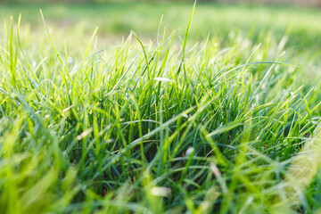 Green grass under the sun's rays