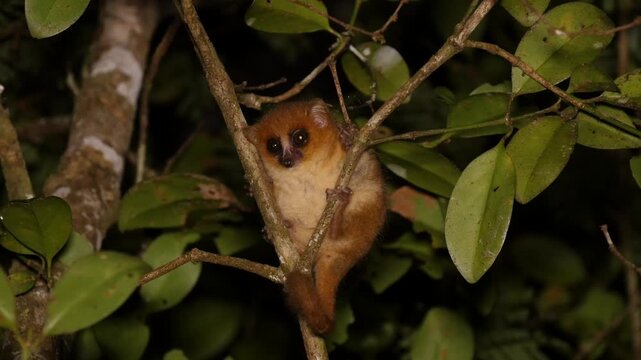 Endangered mouse lemur Microcebus Goodman clinging in a tree  2