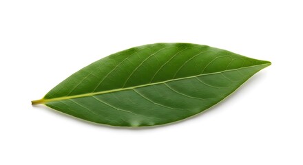 Single Green Leaf Isolated on White Background