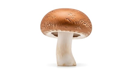 Single Portobello Mushroom Isolated on White Background