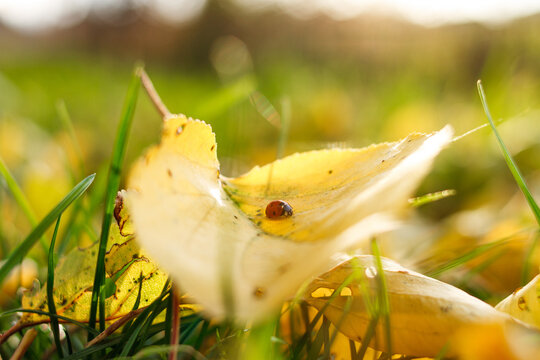 The sun is sitting on a leaf