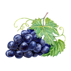 Hand drawn black grape branch with leaves