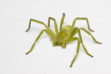 green, hairy spider Micrommata. close-up. spider on a white background. extreme close-up. insect mouthpart. screensaver. cute green spider.