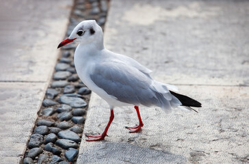 Gull, Larinae