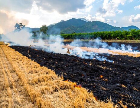 Burning Rice Field After Harvest - Environmental Impact and Agricultural Practices. - Powered by Adobe