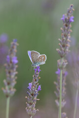 un papillon se pose sur une fleur pour la butiner 